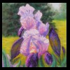 Iris Spring Blooms
Pastel, 2020
