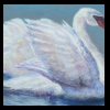 Swan Visitor
Pastel, 2014
