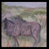 Blue Wildebeest, South Africa
Pastel, 2013